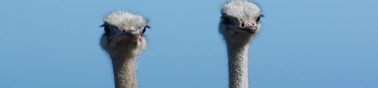 wolfgang-hasselmann-e2BI-UTg08Q-unsplash